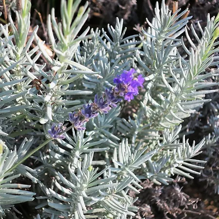 Piros Vendeghaz Ferienhaus *