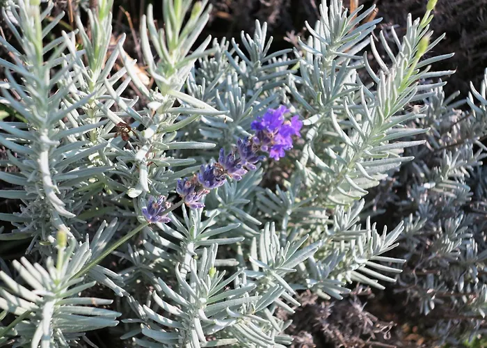 Piros Vendeghaz בית נופש *